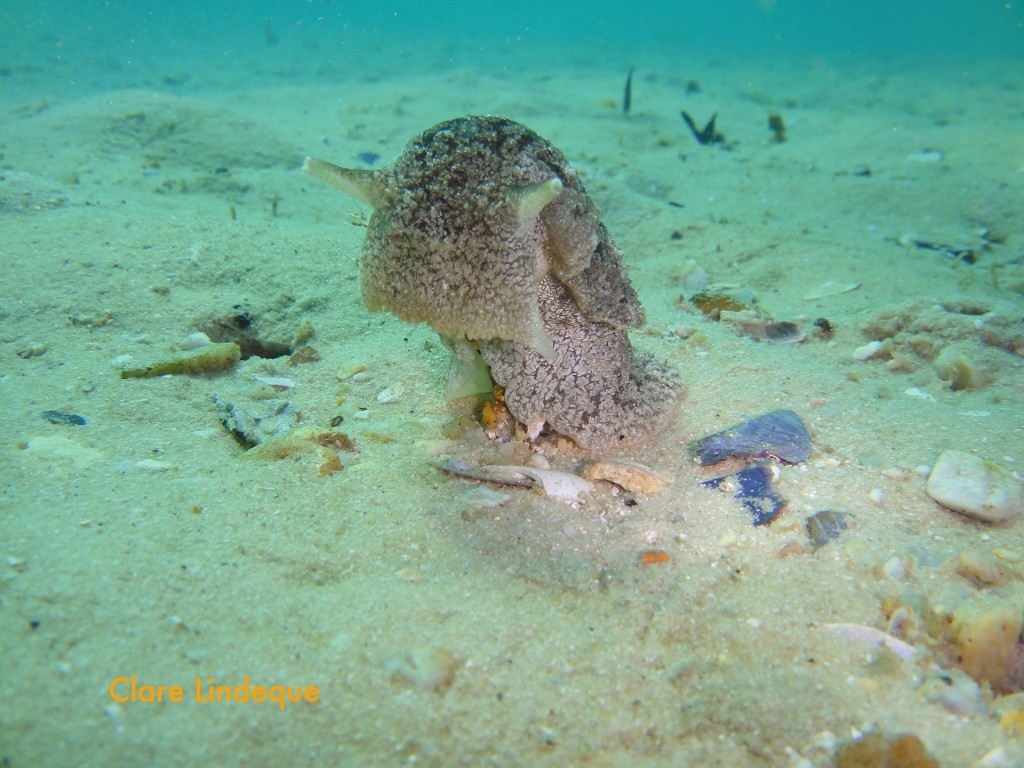 A warty pleurobranch channelling Yoda from Star Wars