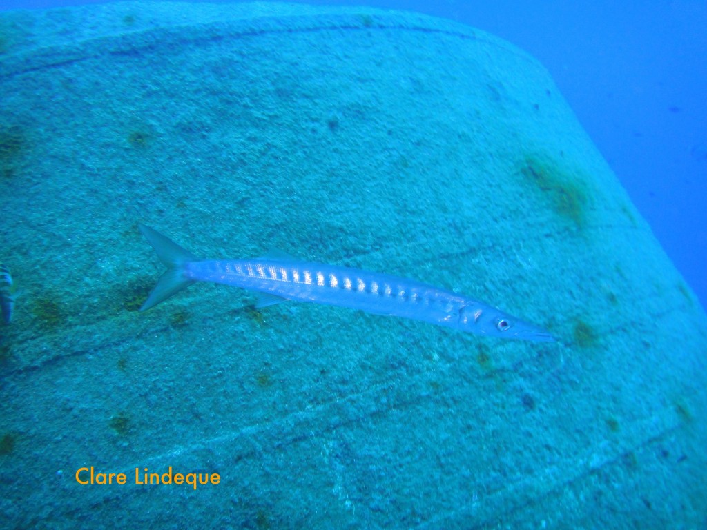 Barracuda (Sphyraena sphyraena)