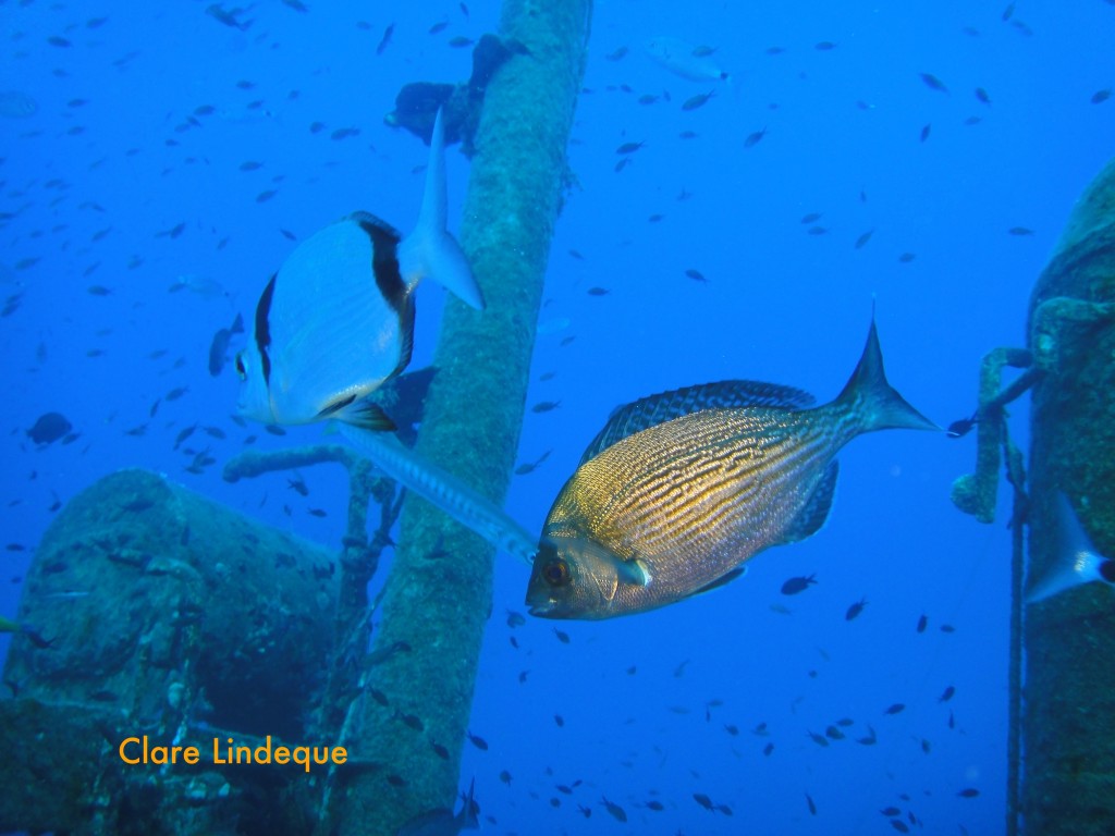 Black sea bream (Spondylisoma cantharus)