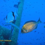 Black sea bream (Spondylisoma cantharus)