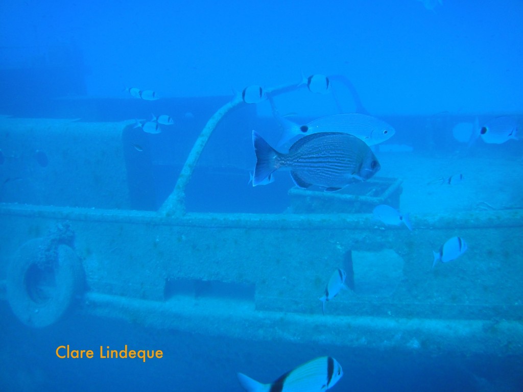 Black sea bream (Spondylisoma cantharus) in front of two banded sea bream and saddle bream on the Rozi