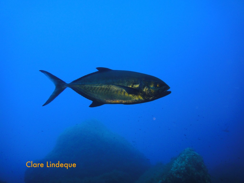 Bluefin tuna (Thunnus thynnus)