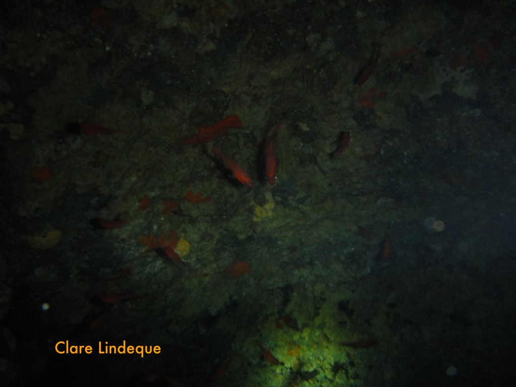 Cardinal fish (Apogon imberbis)