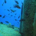 Damsel fish (Chromis chromis)