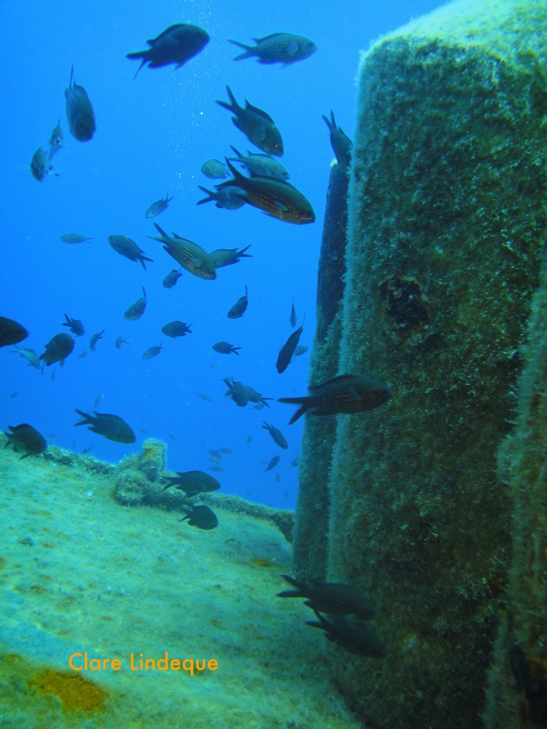 Damsel fish (Chromis chromis)