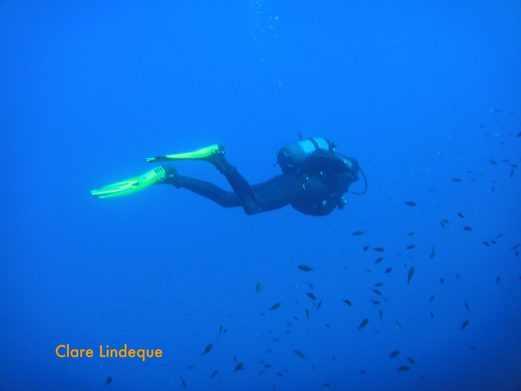 Tony swims toward a cloud of damselfish