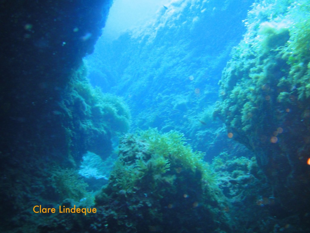 Cracks in the reef are fun to swim through