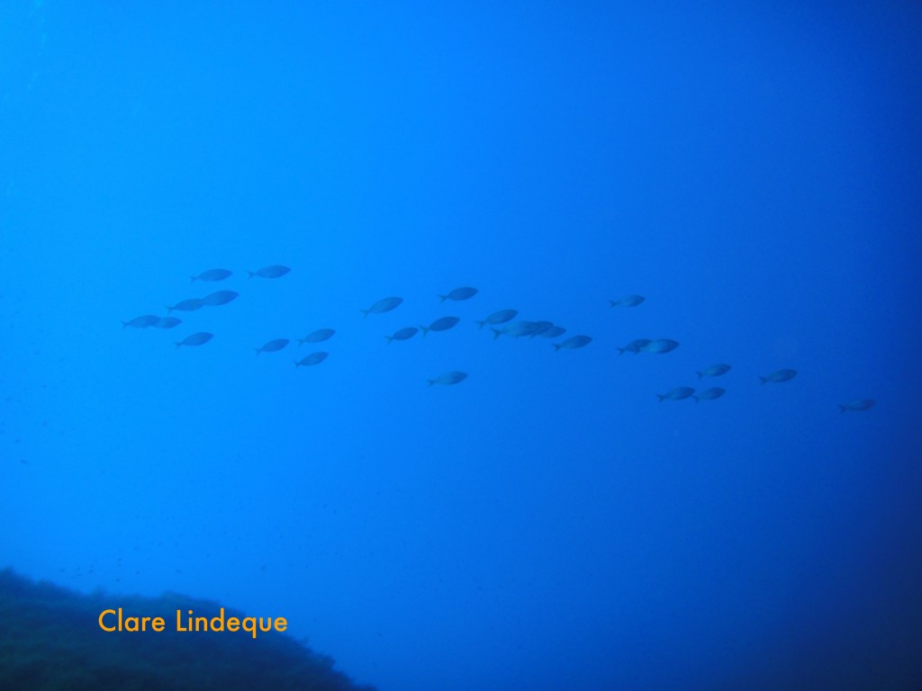 A school of salema fish above the reef