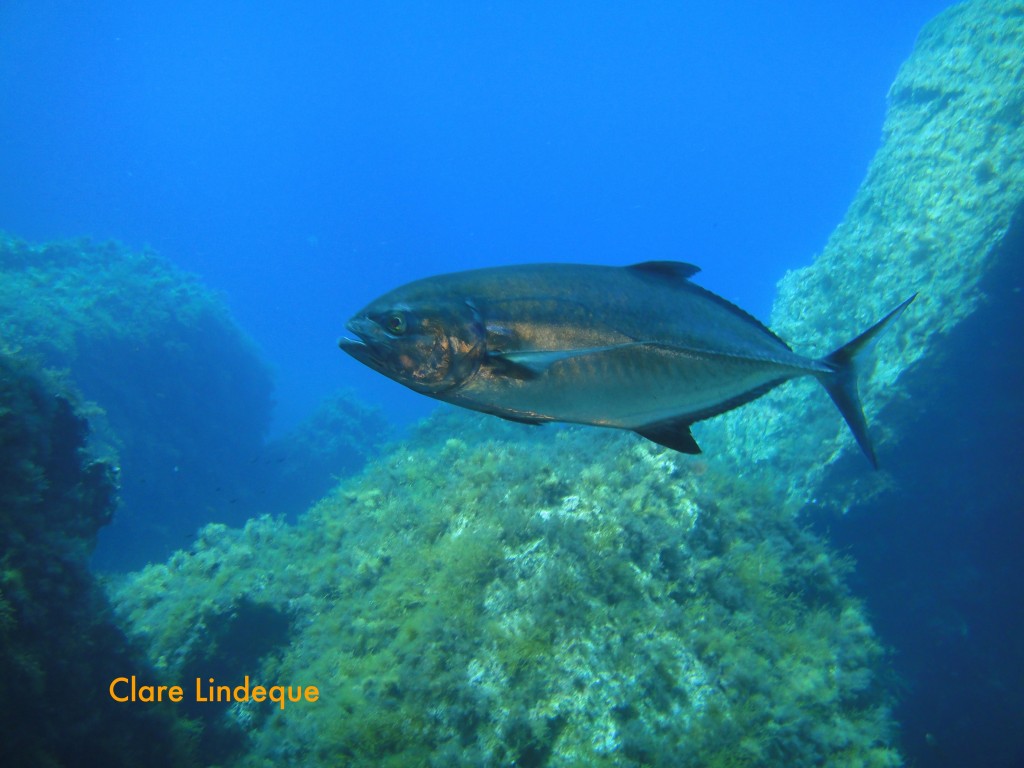 Atlantic Bluefin Tuna, Thunnus thynnus