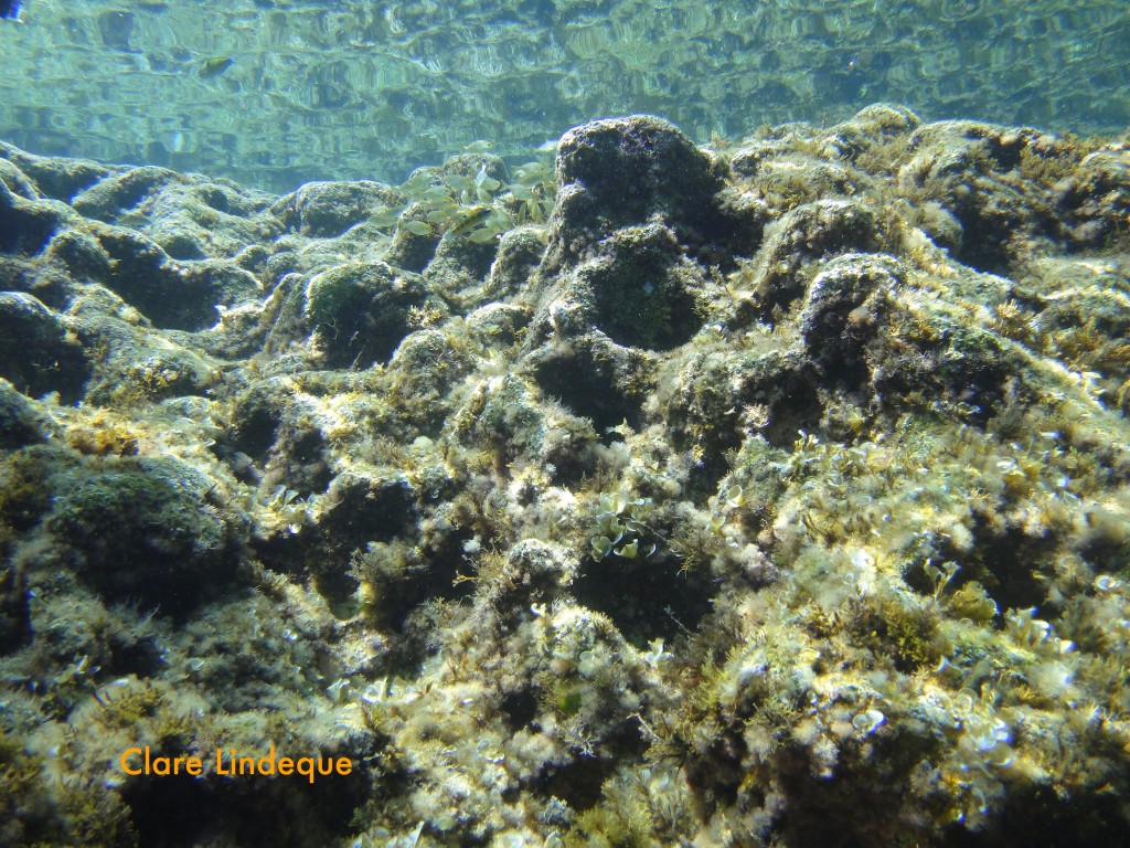 The shallows at the edge of the Blue Hole