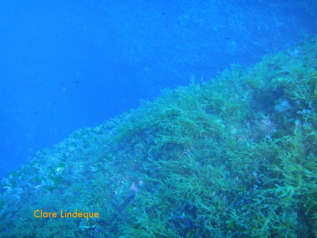 The wall outside the tunnel is overgrown with algae and seaweed