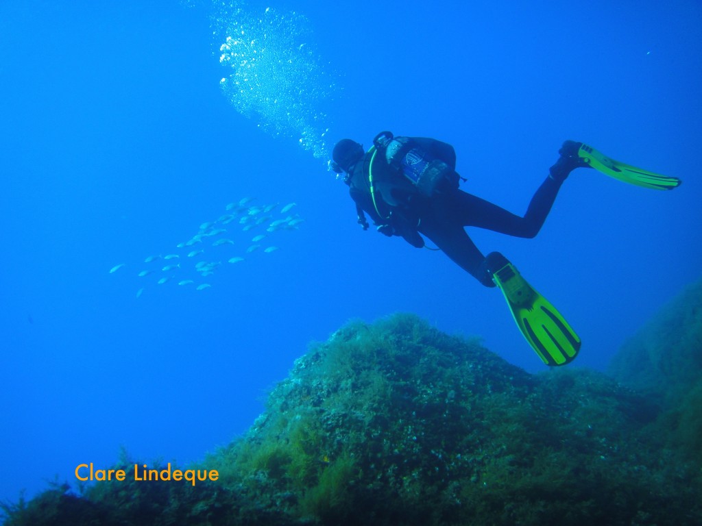 Sergey heads towards a school of salema fish