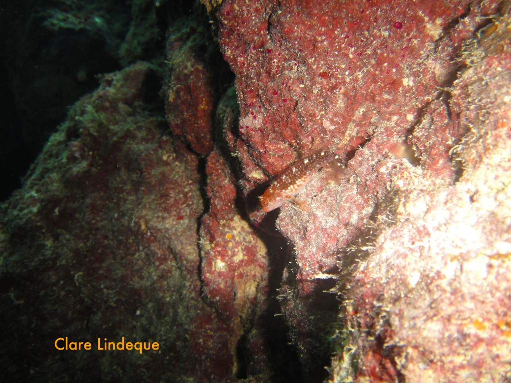 Ring necked blenny (Parablennius pilicornis)