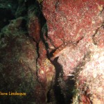 Ring necked blenny (Parablennius pilicornis)