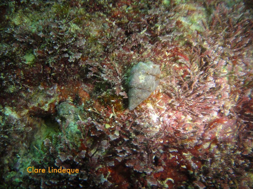 Algae and invertebrate life inside the tunnel