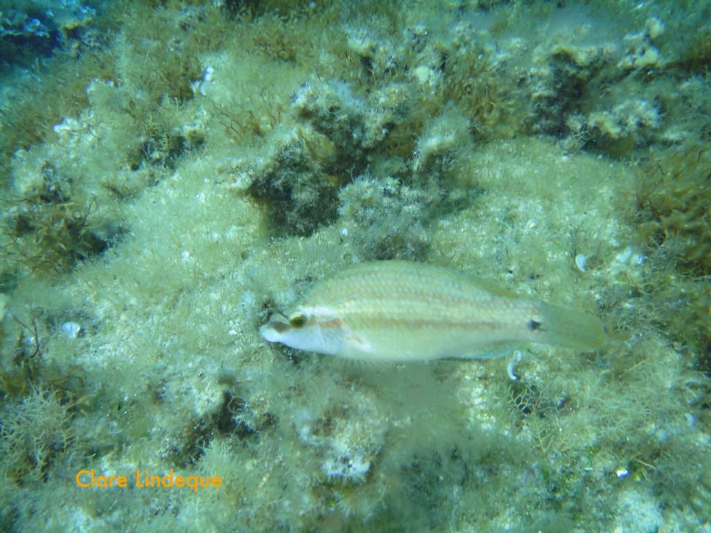 Peacock wrasse (Symphodus tinca) - female