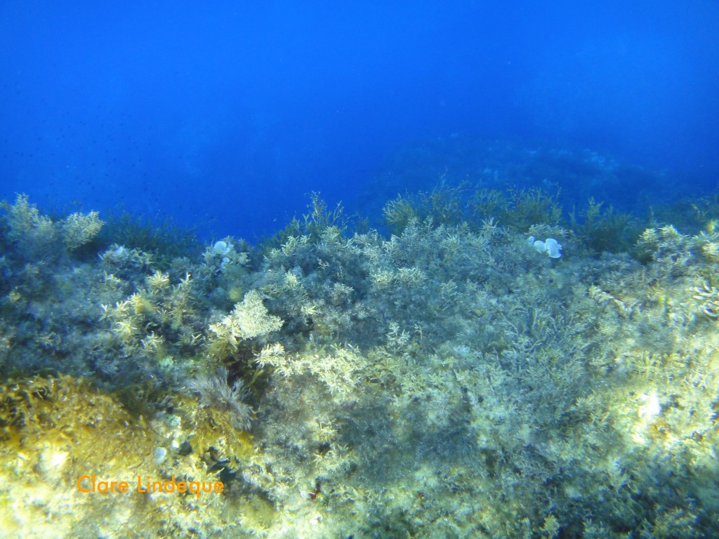 Posodonia and algae in shallow water