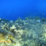 Posodonia and algae in shallow water