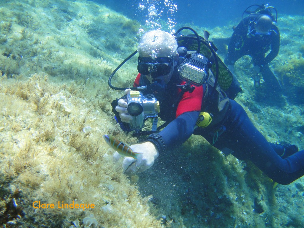 Tony interacting with a rainbow wrasse