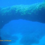 Algae, posodonia and sea grasses are abundant here