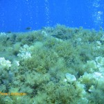 Damselfish and rainbow wrasse among percolating bubbles