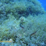 Rainbow wrasse looking for food among the algae beds