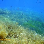 Schools of fish on the reef