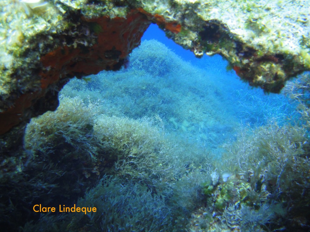 Another natural arch in the limestone reef