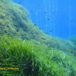 The damselfish enjoy edible items dislodged by rising bubbles