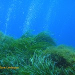 Bubbles, sea grass and damselfish