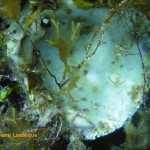 The remains of some kind of bivalve attached to the reef