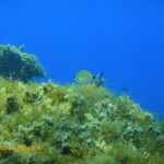 Tiny damselfish and a saddled bream