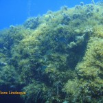 There is rich plant growth into quite deep water, owing to the clarity of the sea in Malta