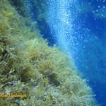 A curtain of bubbles from divers below us