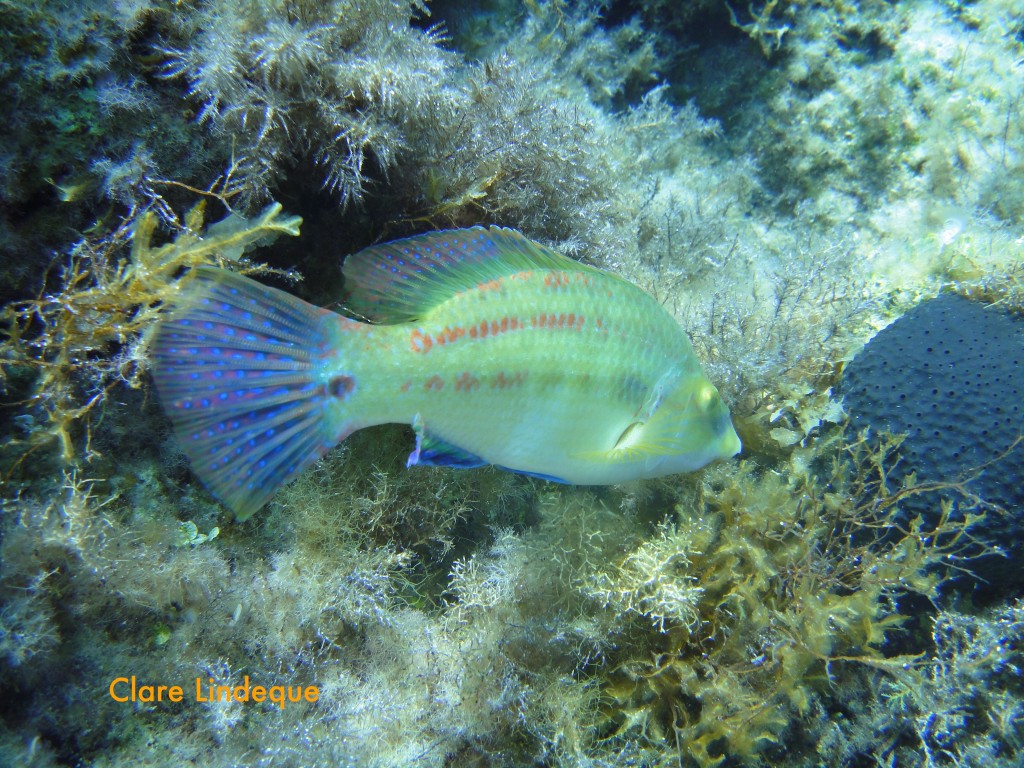 Peacock wrasse (Symphodus tinca) - male