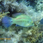 Peacock wrasse (Symphodus tinca) - male