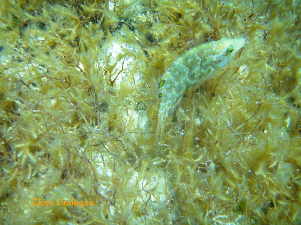 Long snouted wrasse (Symphodus rostratus)