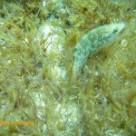 Long snouted wrasse (Symphodus rostratus)