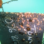 The sign has barnacles growing on it now