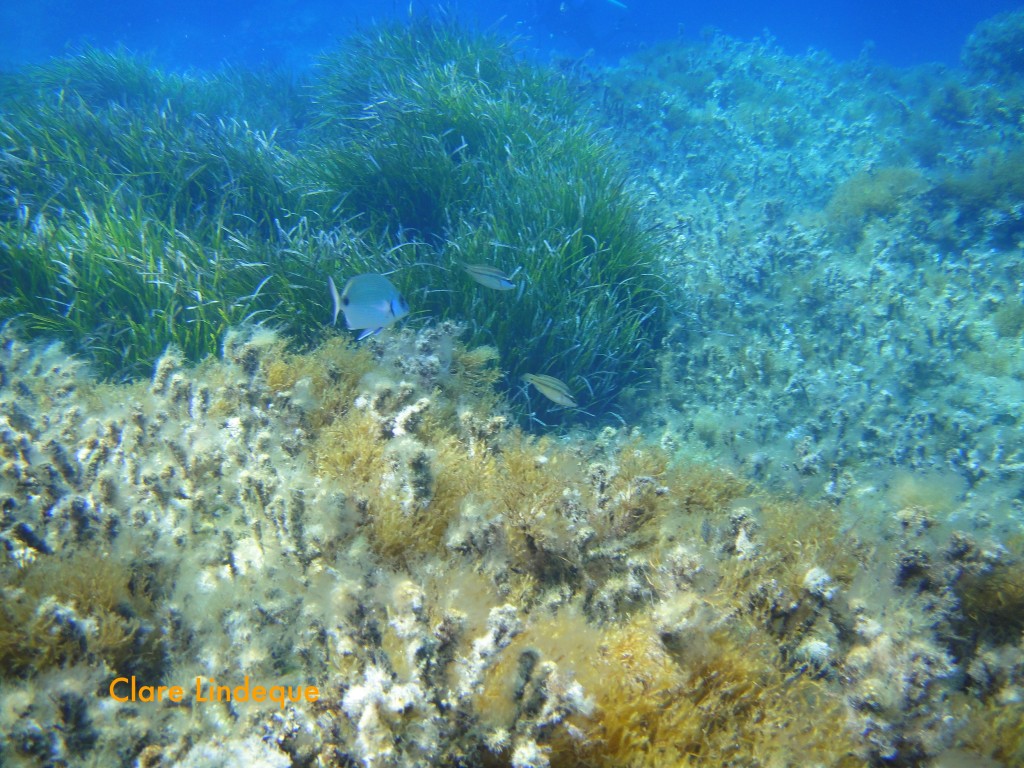 Saddle bream and red mullet feeding on the reef