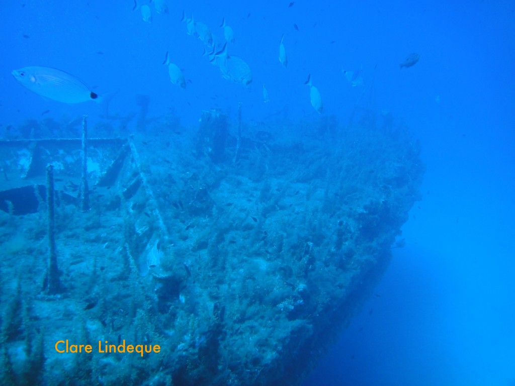 Saddle bream school on the wreck