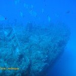 Saddle bream school on the wreck