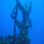 Damselfish swarm around the mast