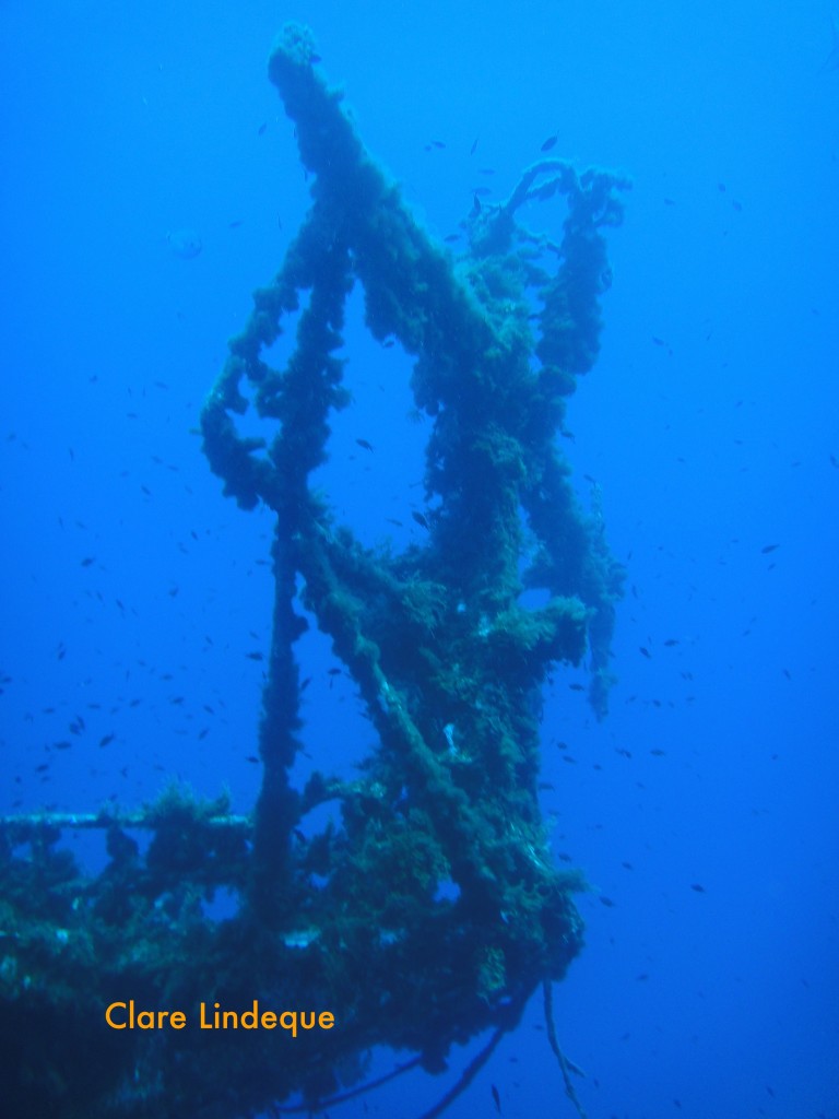 Damselfish swarm around the mast