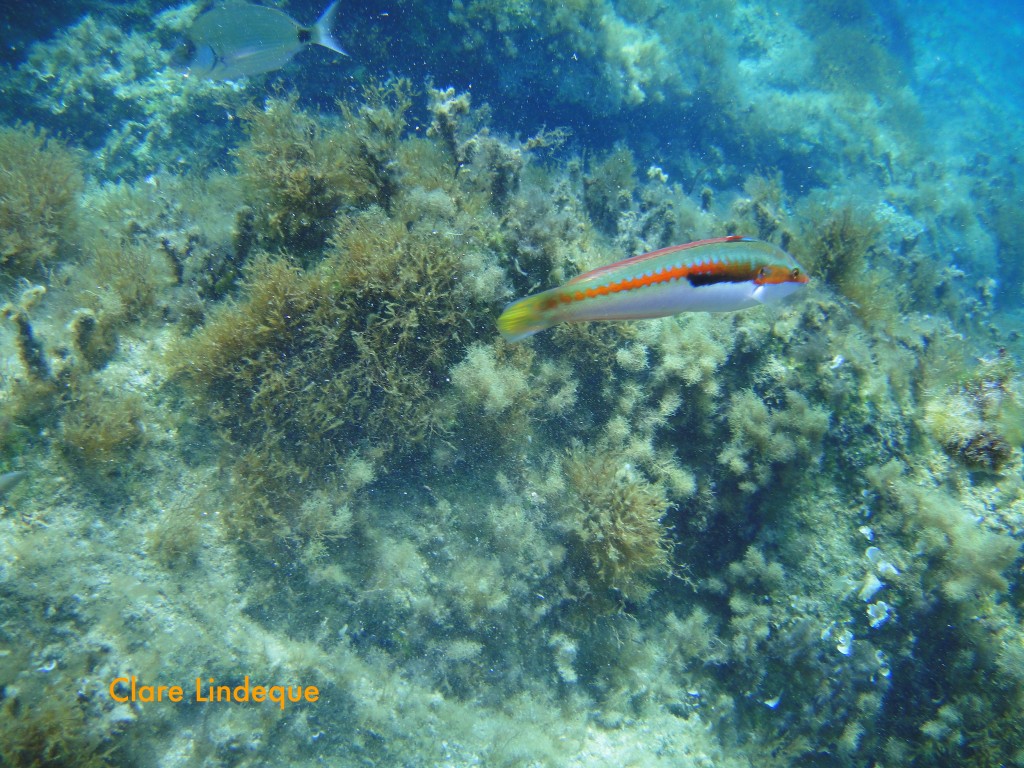 Rainbow wrasse (Coris julis)