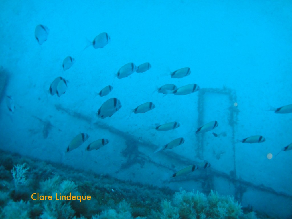 Saddle bream on the wreck