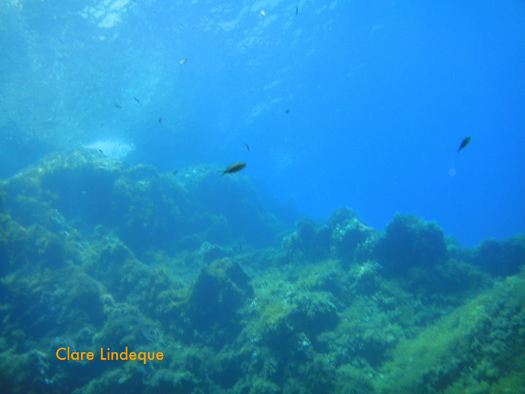 Damselfish on a shallow part of the reef