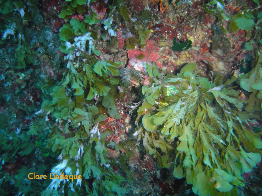 Seaweeds and algae growing inside the tunnel