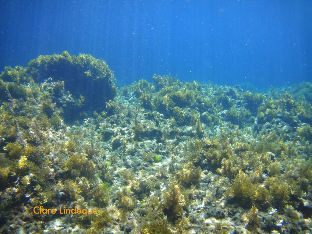 Sunlight in the inland sea