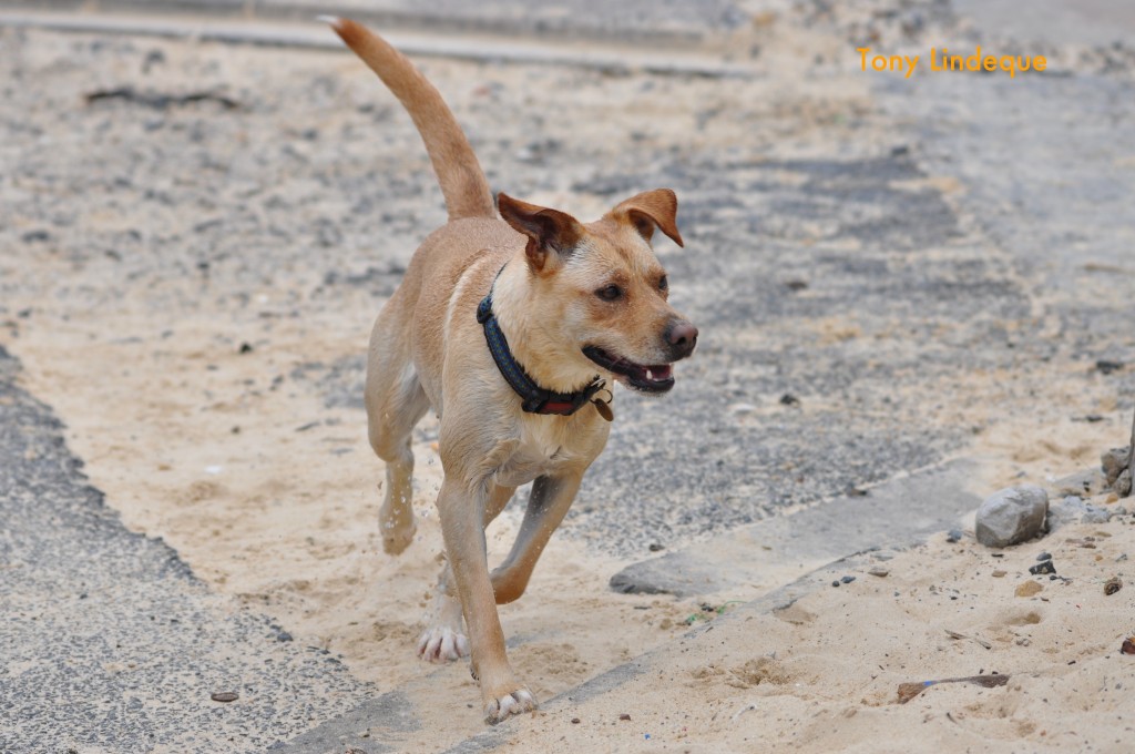 Peanut arrives at Long Beach